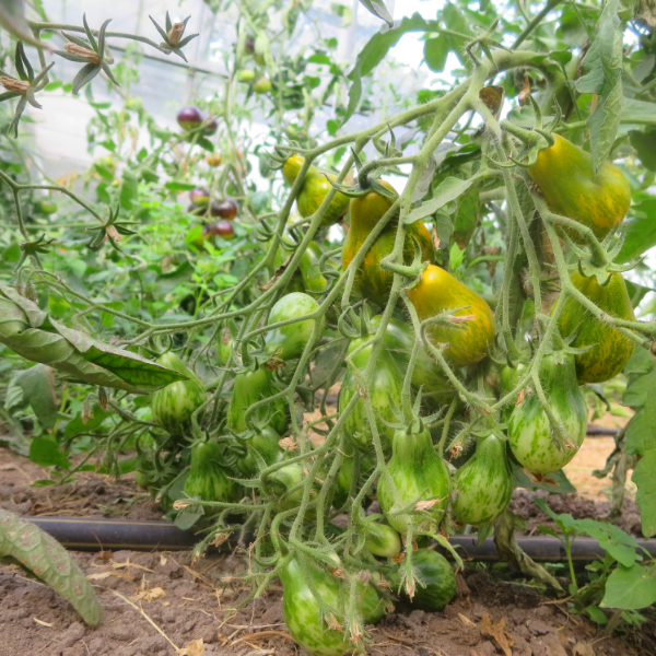 Gelbe Tomatensorte mit grünen Streifen