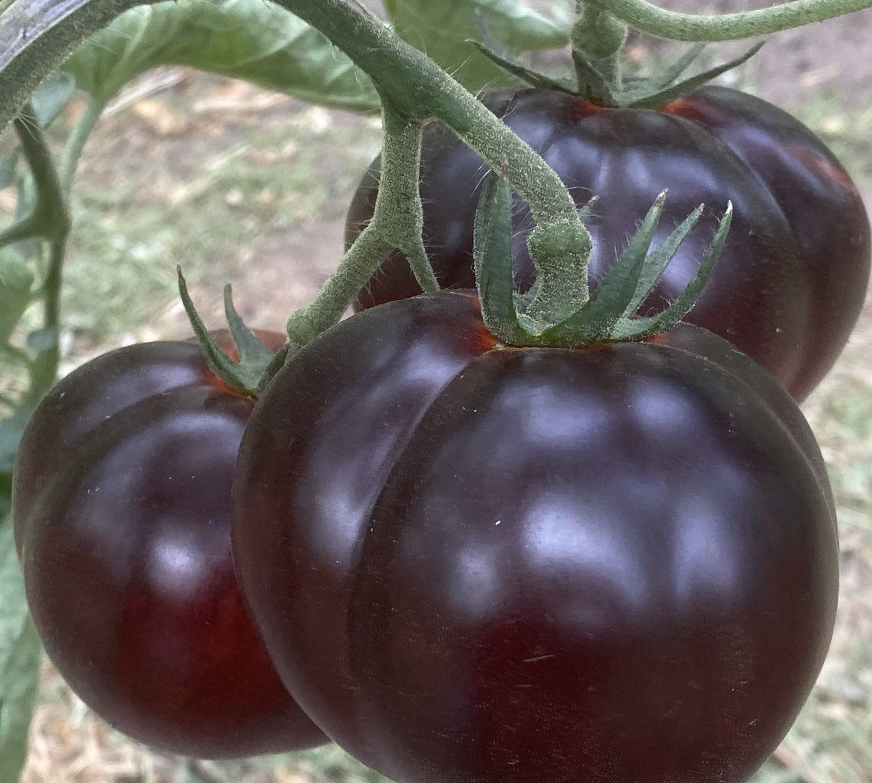 Tomatensaatgut Märchennacht