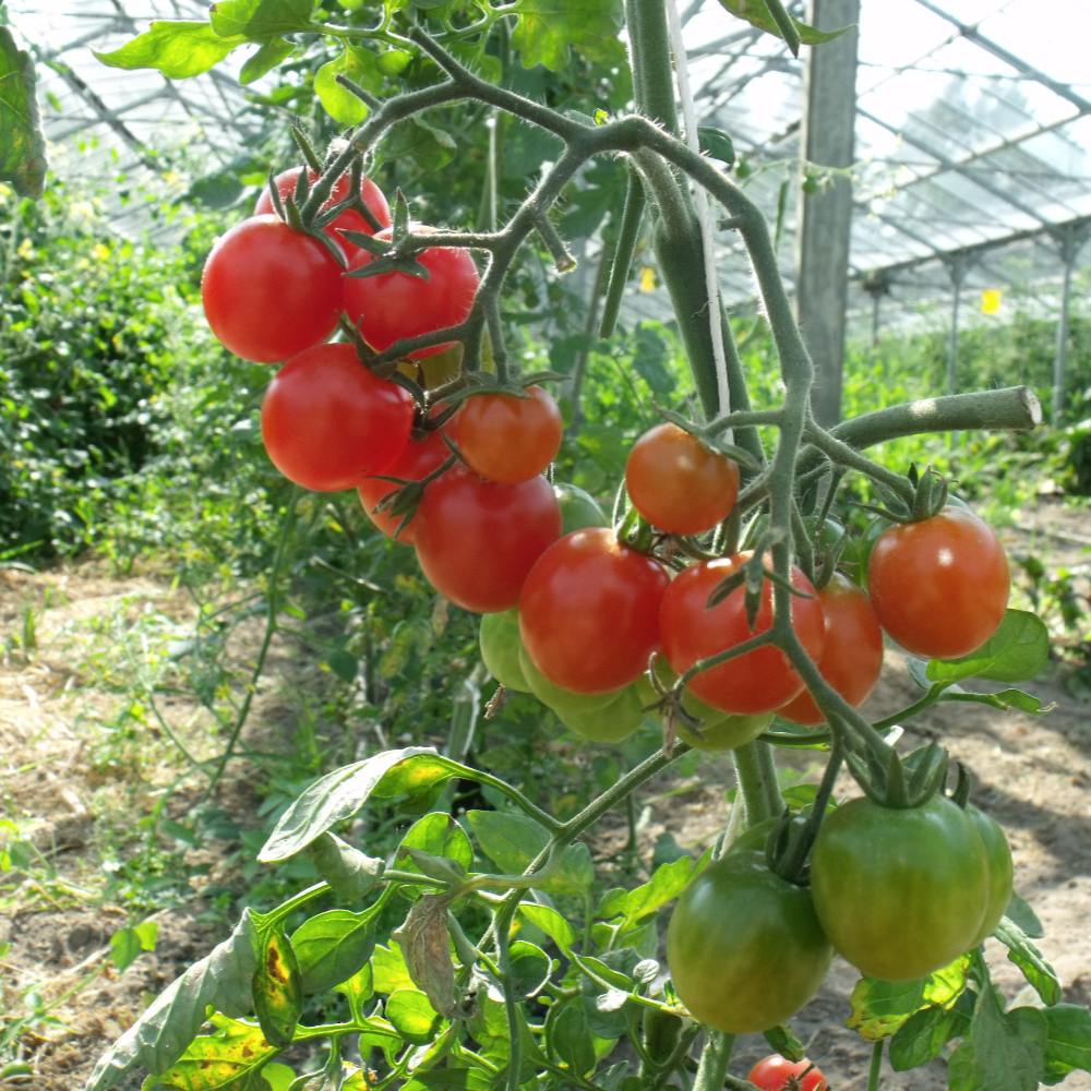 Süße rote Tomatensorte