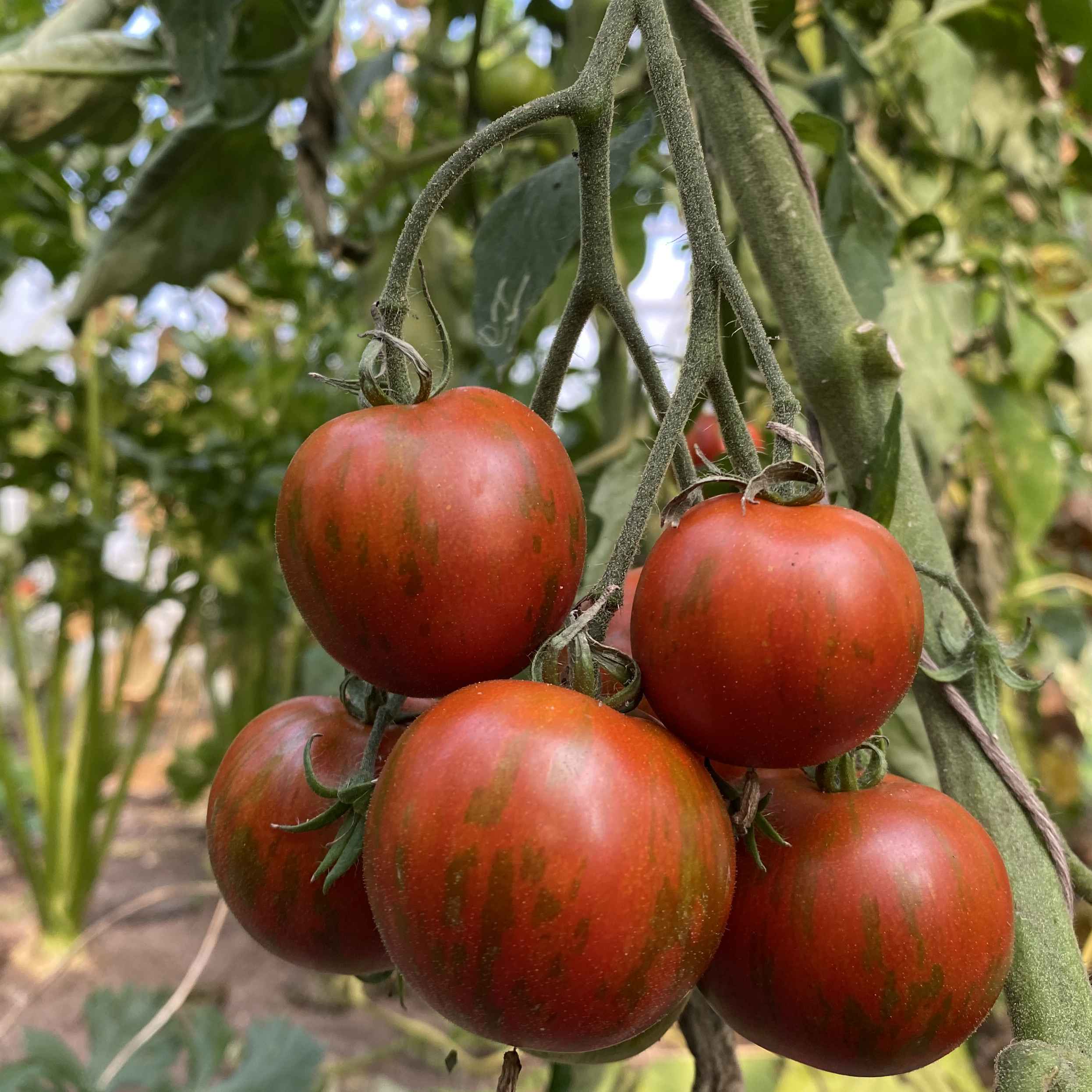 Tomatensaatgut Weinberg