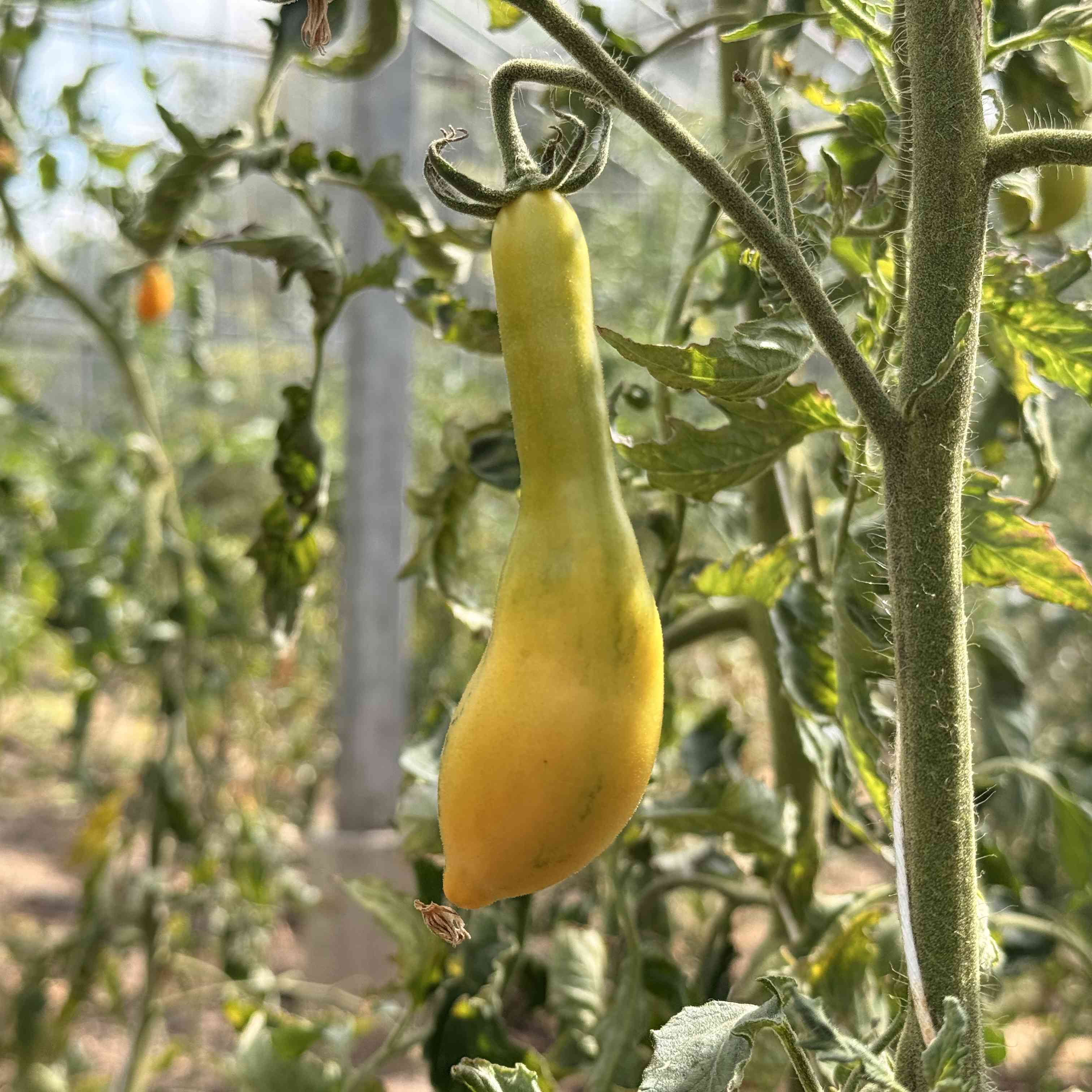 Tomatensaatgut Mila