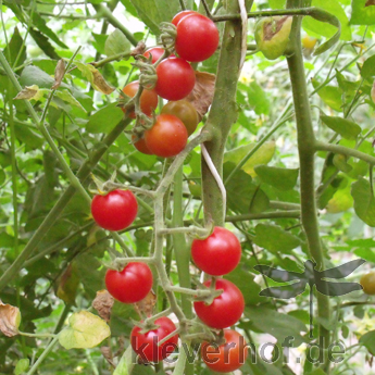 Roter Cherry Demeter Tomatenstrauch