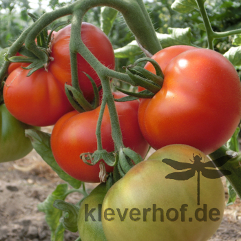 Echter Roter Tomaten Geschmack