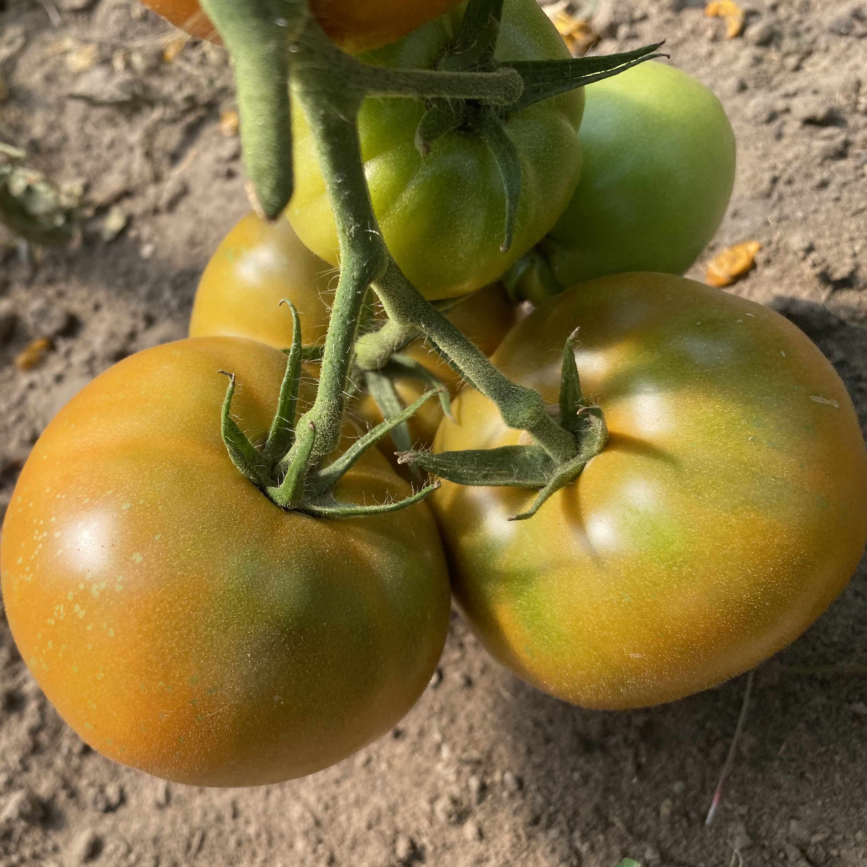 Tomatensaatgut Kiwani