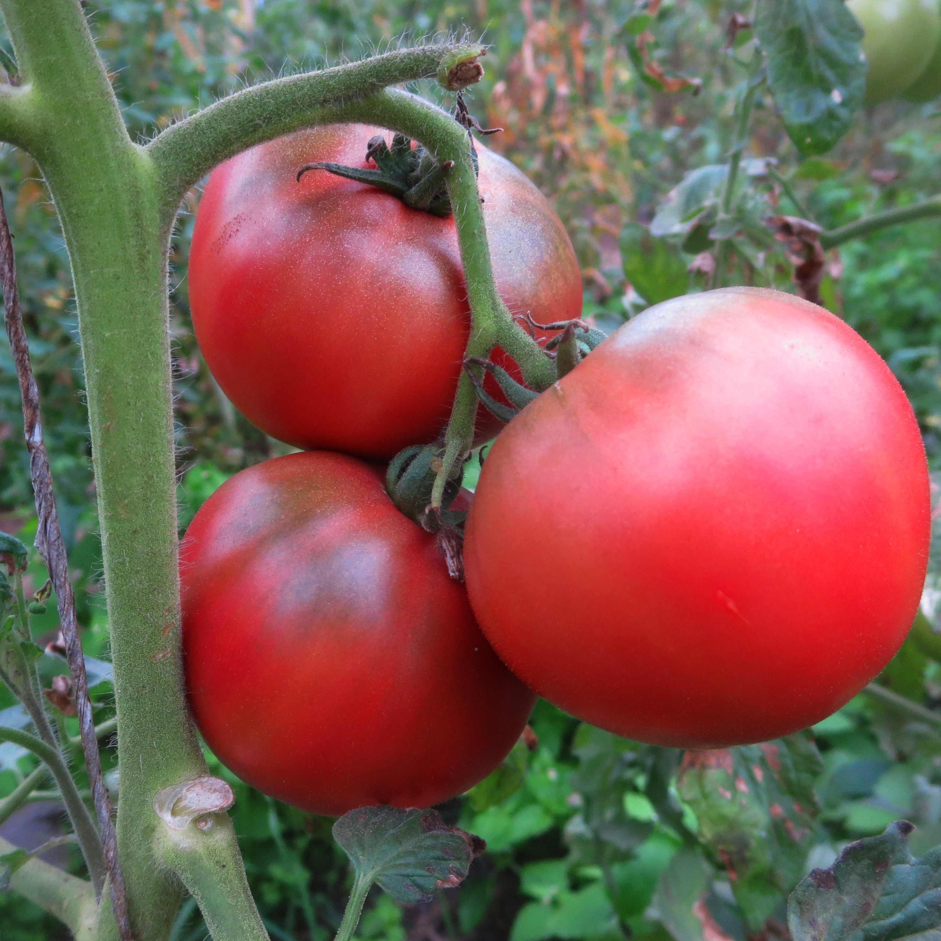 Drei pinke Sonnendurchflutete Tomaten