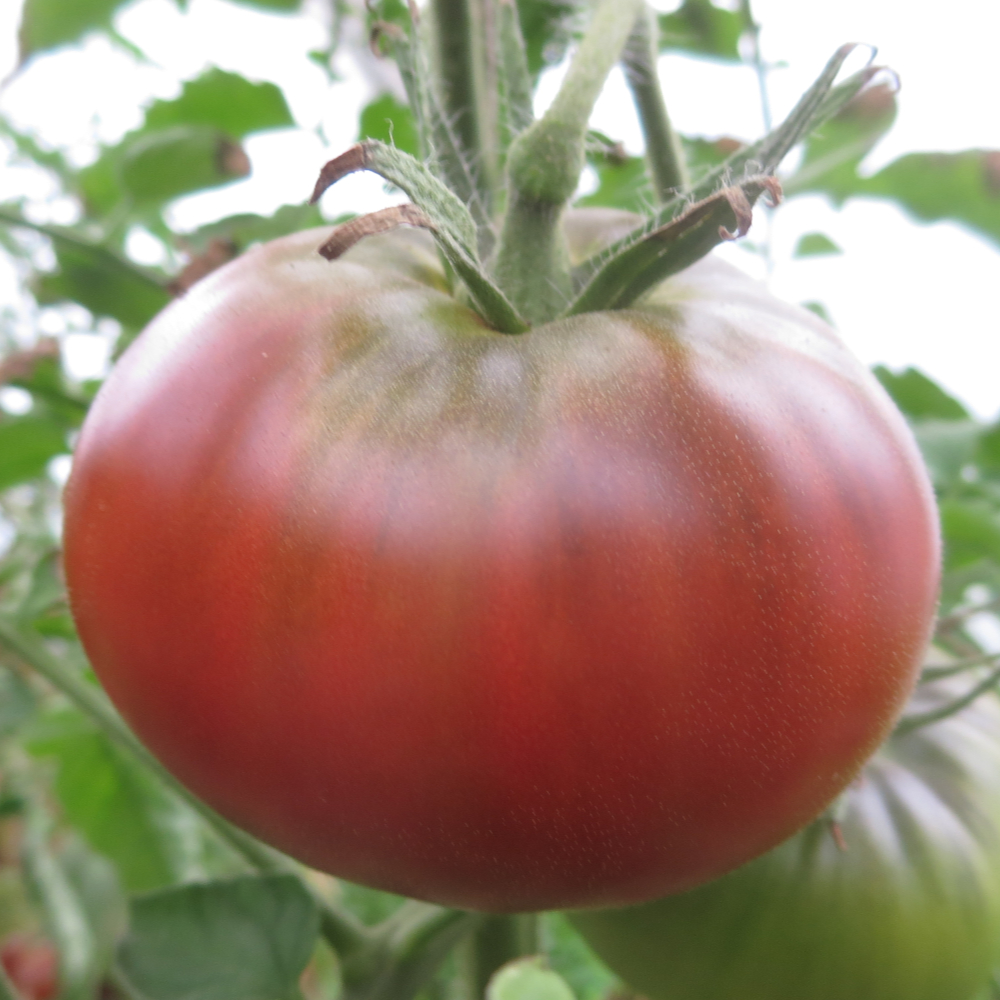 Braun/Pinke Geschmackvolle Tomate