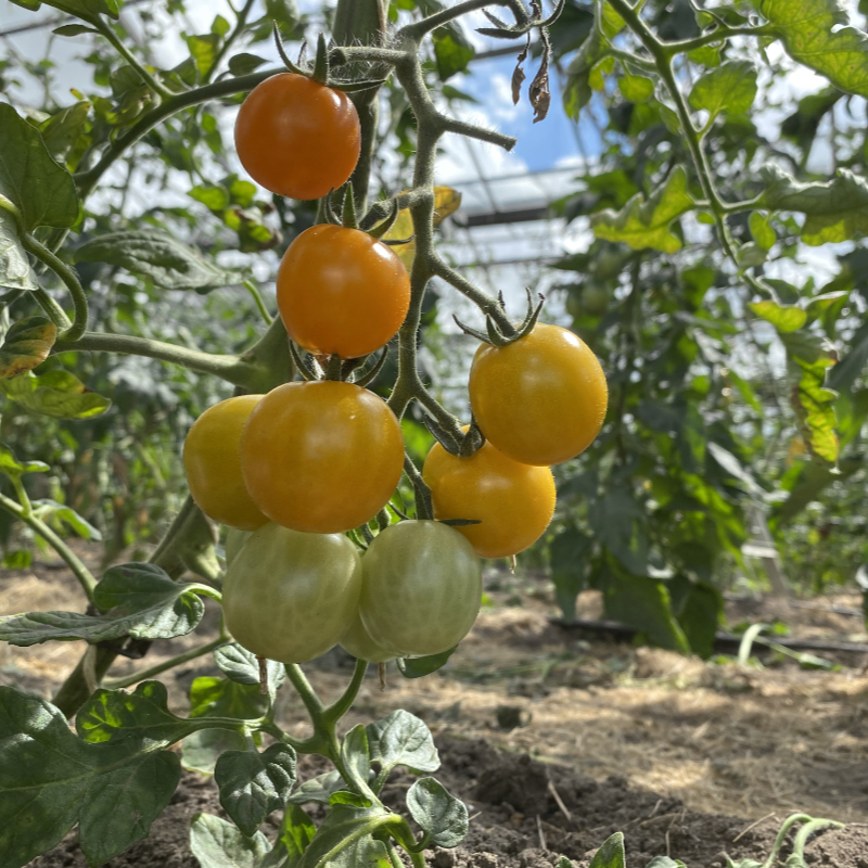 Kleine Gelbe Tomatenfrucht