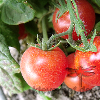 Rote Pelzige Demeter Tomate