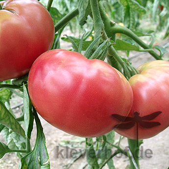 Schöne Pink und Rote Tomatenpflanze mit Geschmack