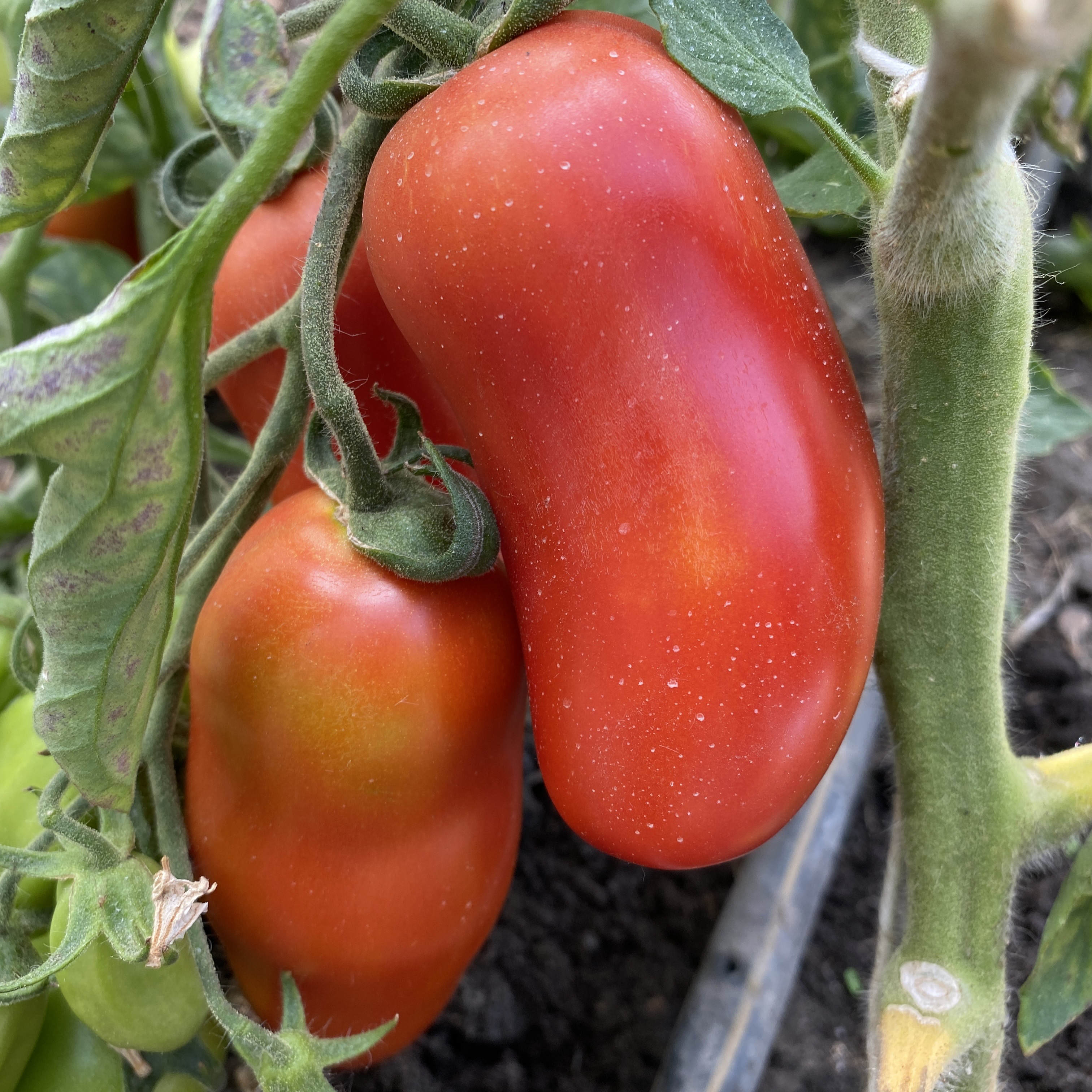 Tomatensaatgut Oroma