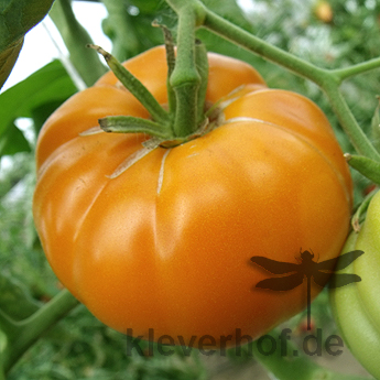 Schöne Orange Tomatenvielfalt mit Geschmack 