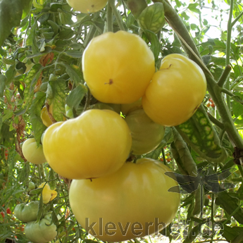 Weiß und Gelbe Tomatenfrucht mit Geschmack