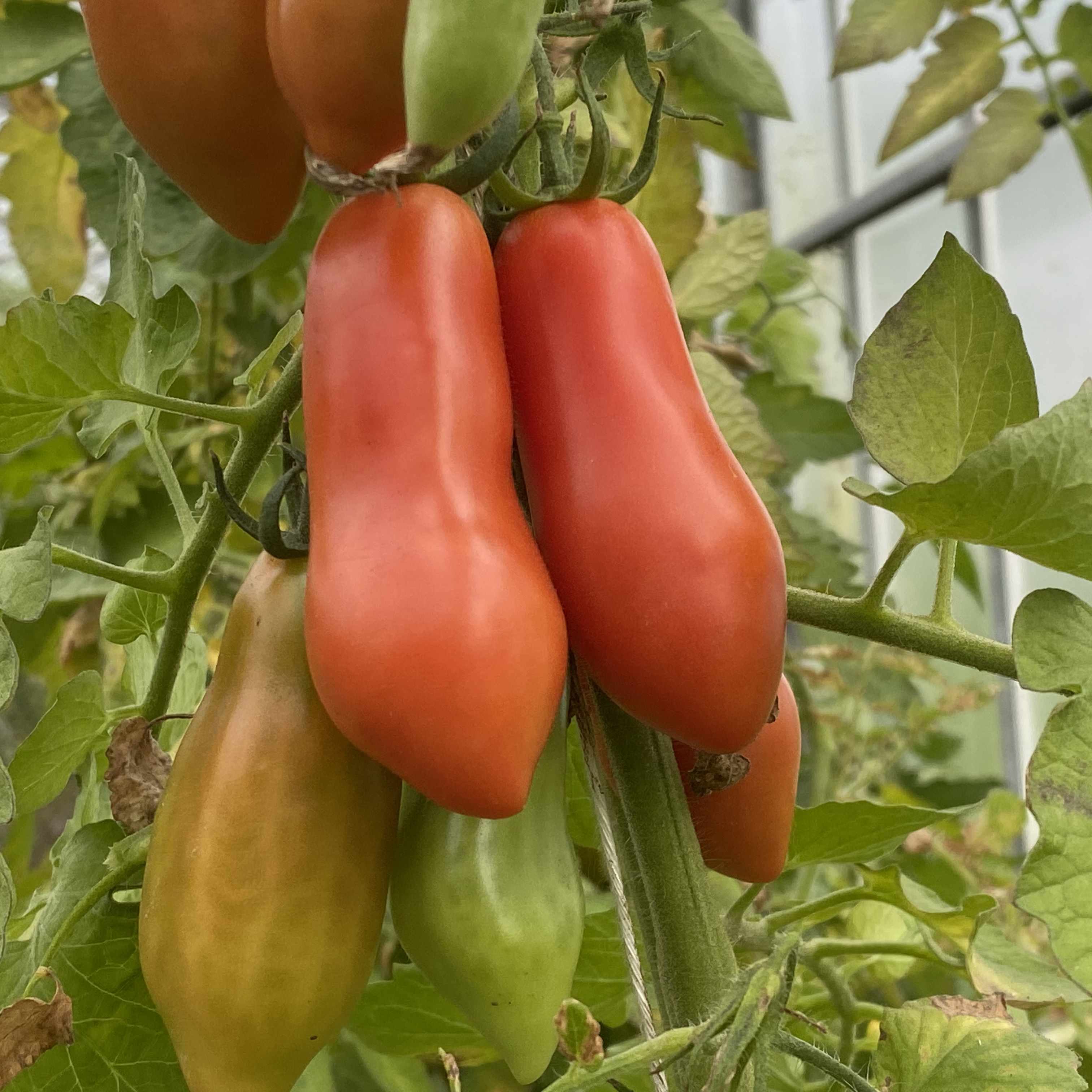Tomatensaatgut San Marzano klein