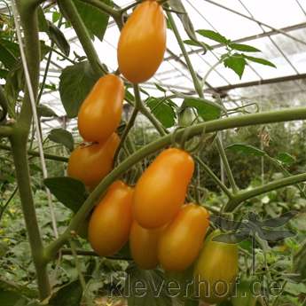 Gelbe längliche Tomatenpflanzen