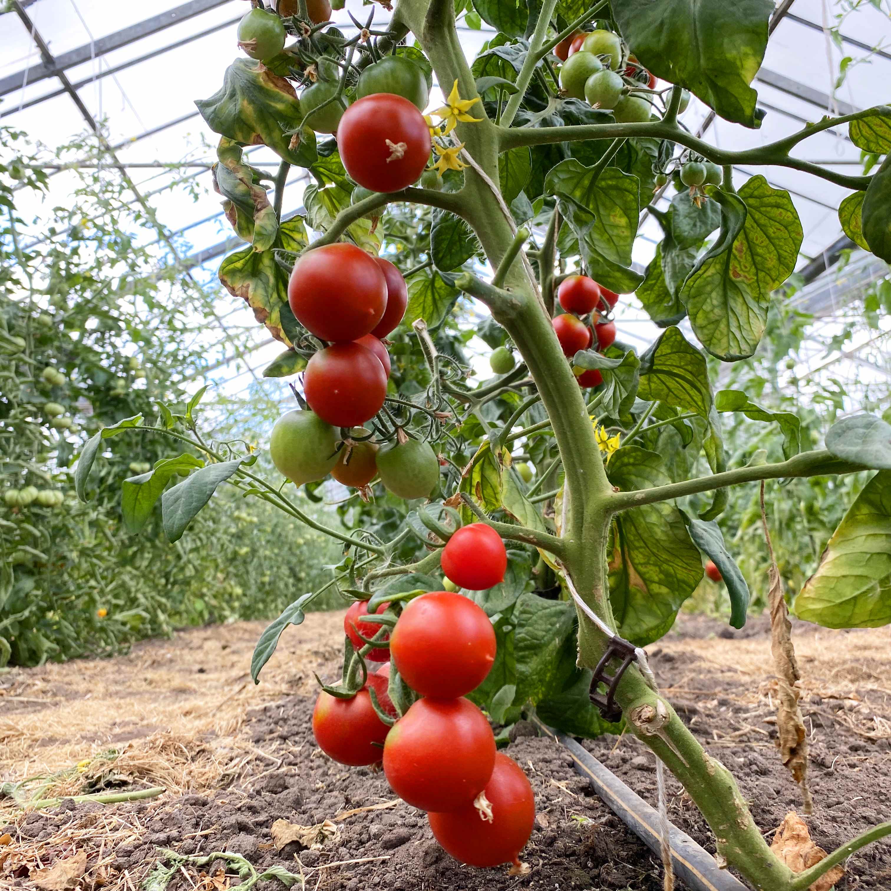 Tomatensaatgut Rancho Solito