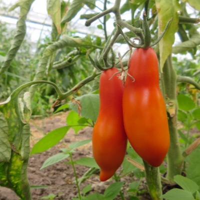 Rote längliche Tomatensorte