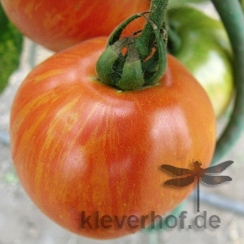 Rot gestreifte tomatensorte mit echtem Geschmack