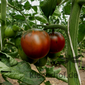 Braune Tomatenvielfalt mit Grünem kopf 