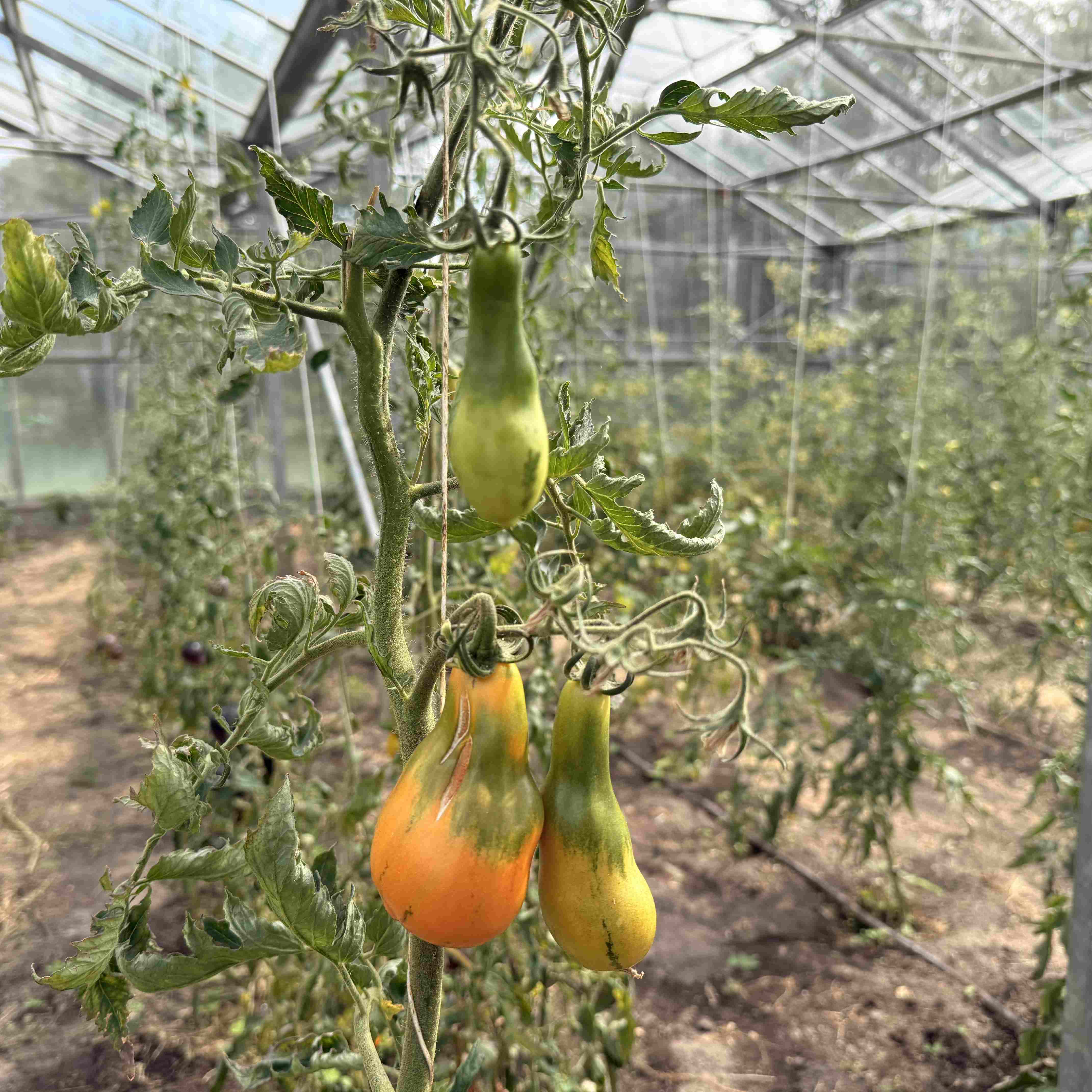 Tomatensaatgut Mila