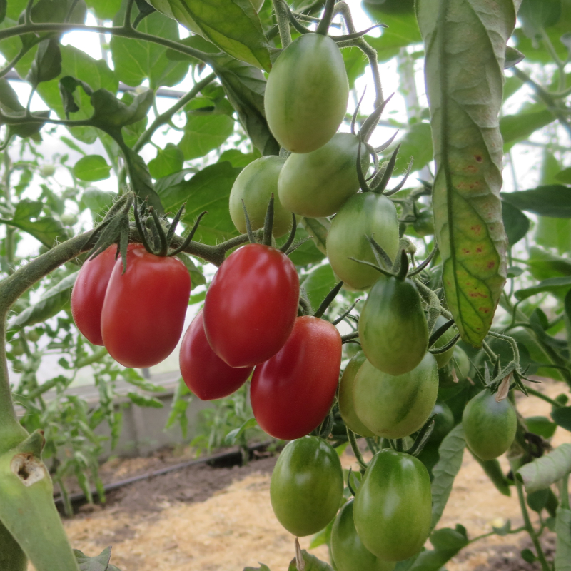 Rote längliche Cherry Demeter Tomate
