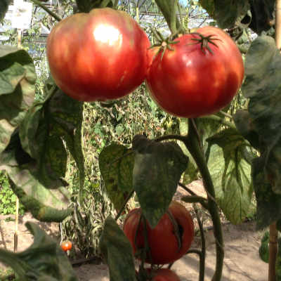 Rote Bio Tomate