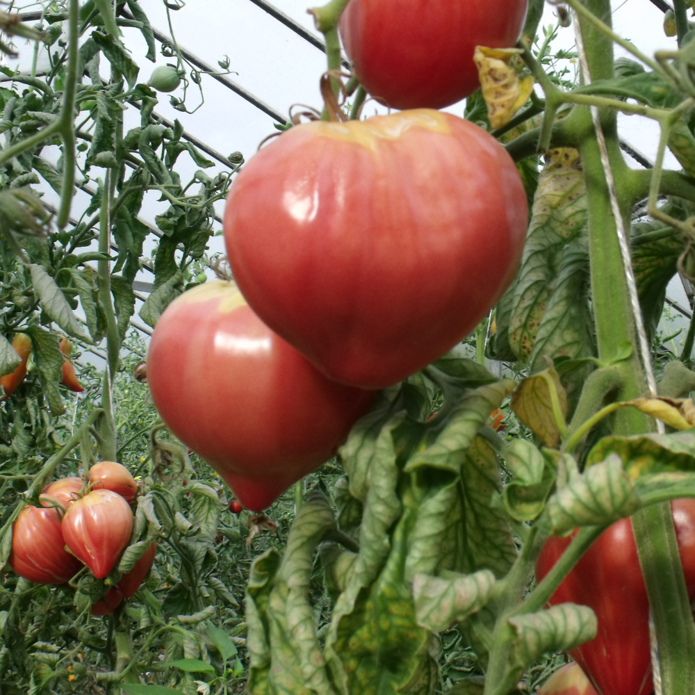 Herzförmige Tomatenpflanze