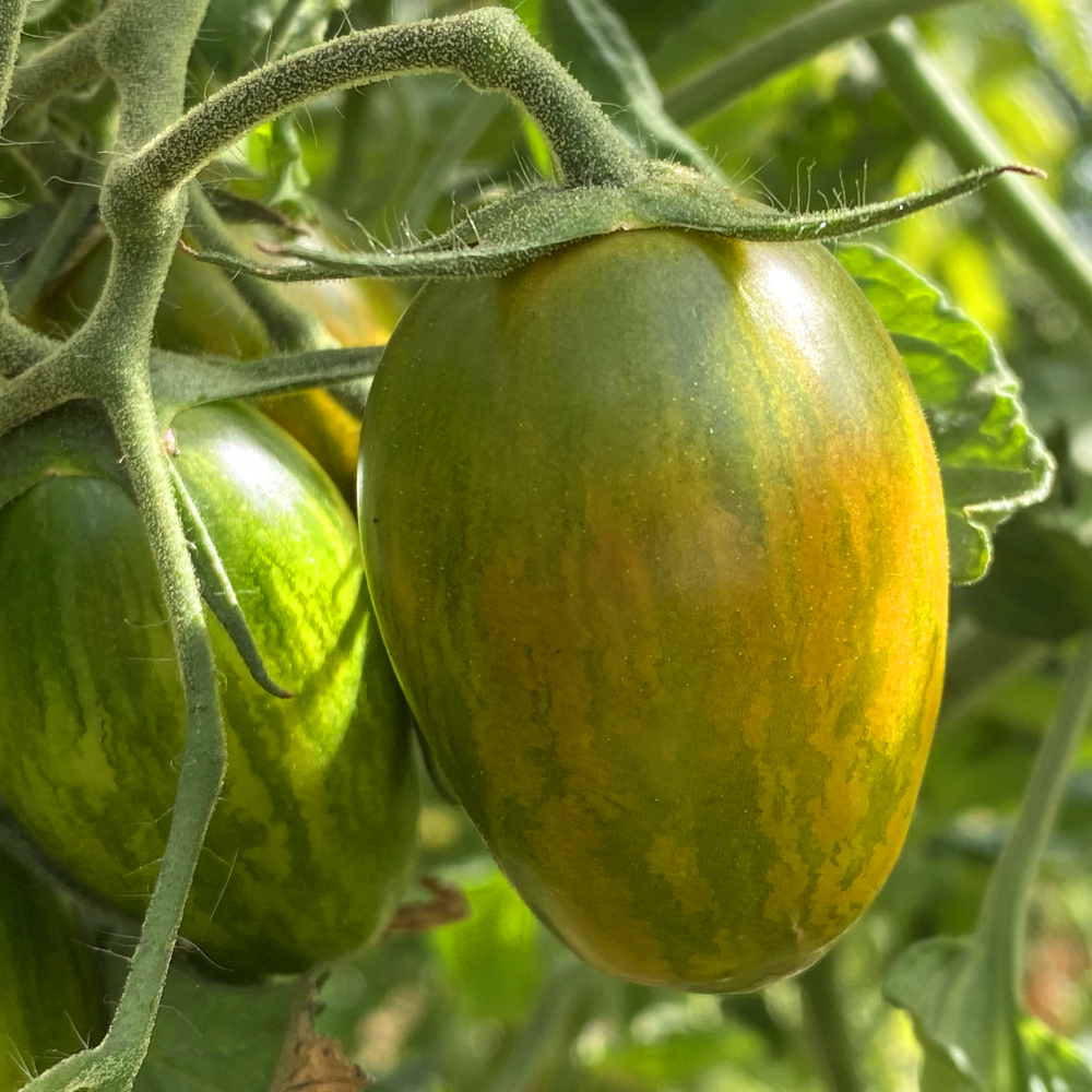 Gelb Grüngeschreifte Tomatensorte