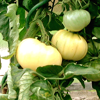 Prachtvolle Weiße Tomatenvielfalt