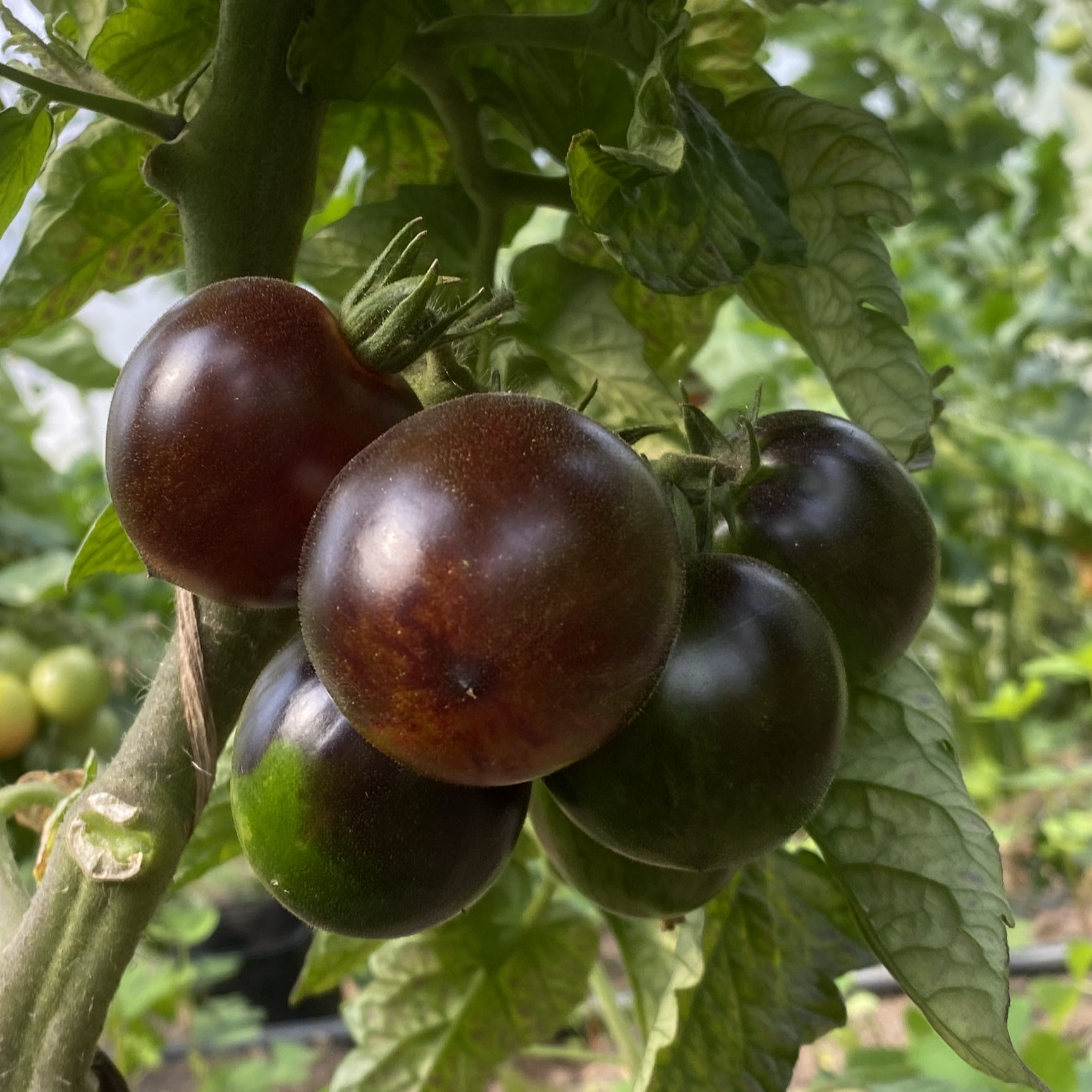 Tomatensaatgut Feuerkugel