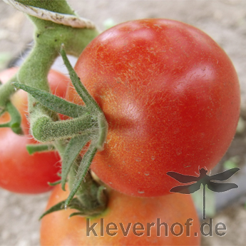 Schöne rote Demter Tomate
