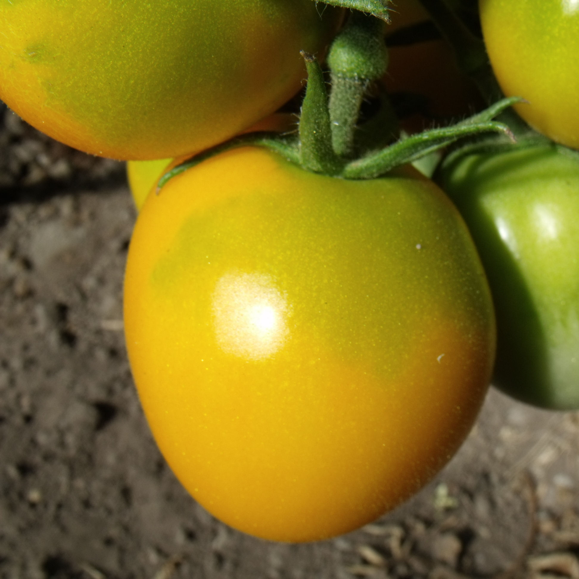 Tomatensaatgut Yellow Plum
