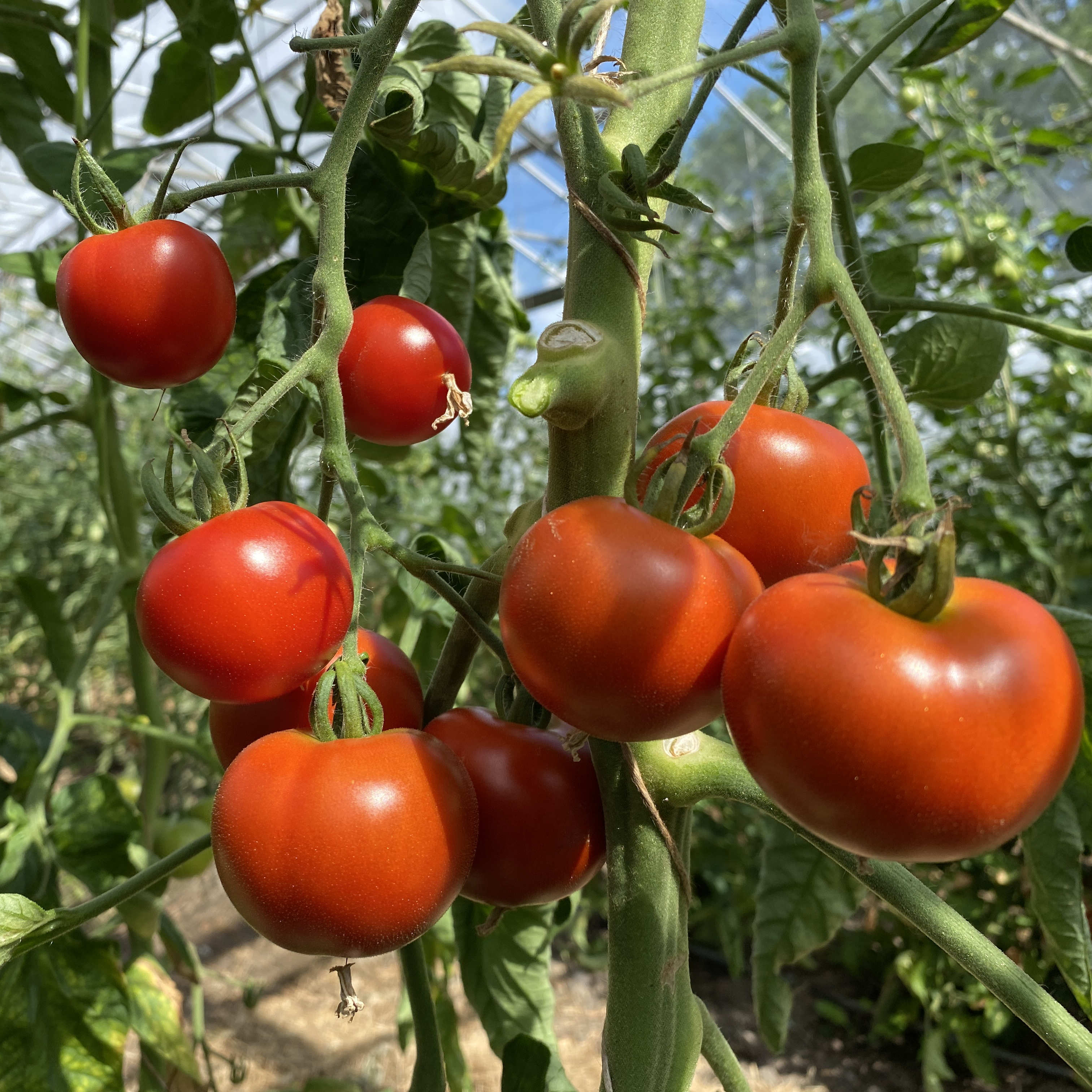 Tomatensaatgut Matina