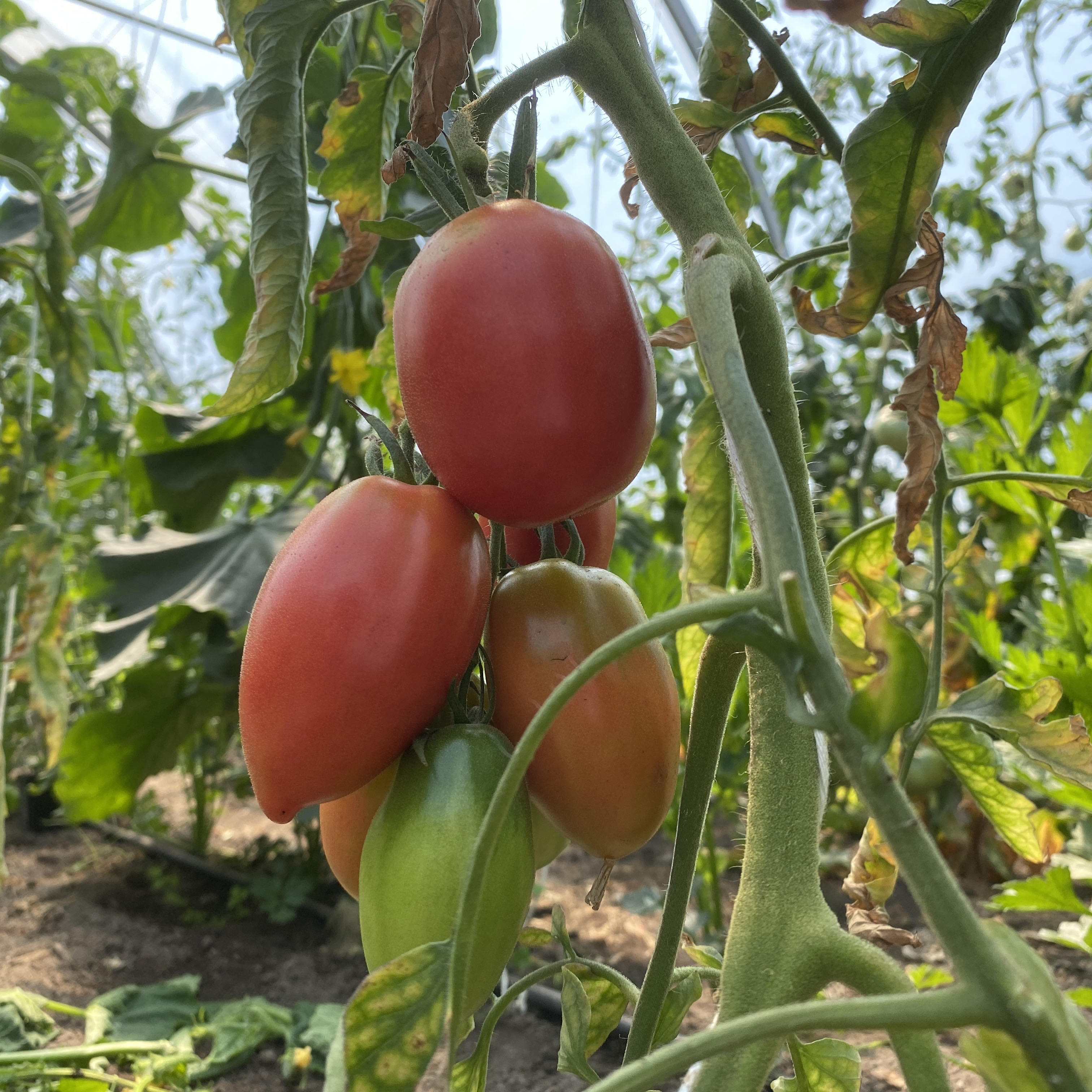 Tomatensaatgut Rote Zora