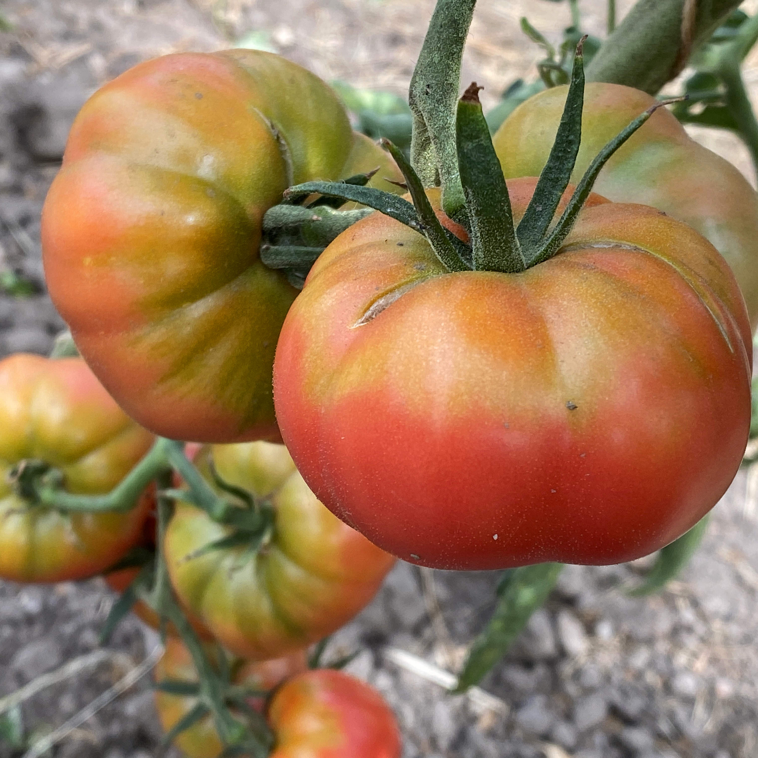 Tomatensaatgut Pink Bertoua