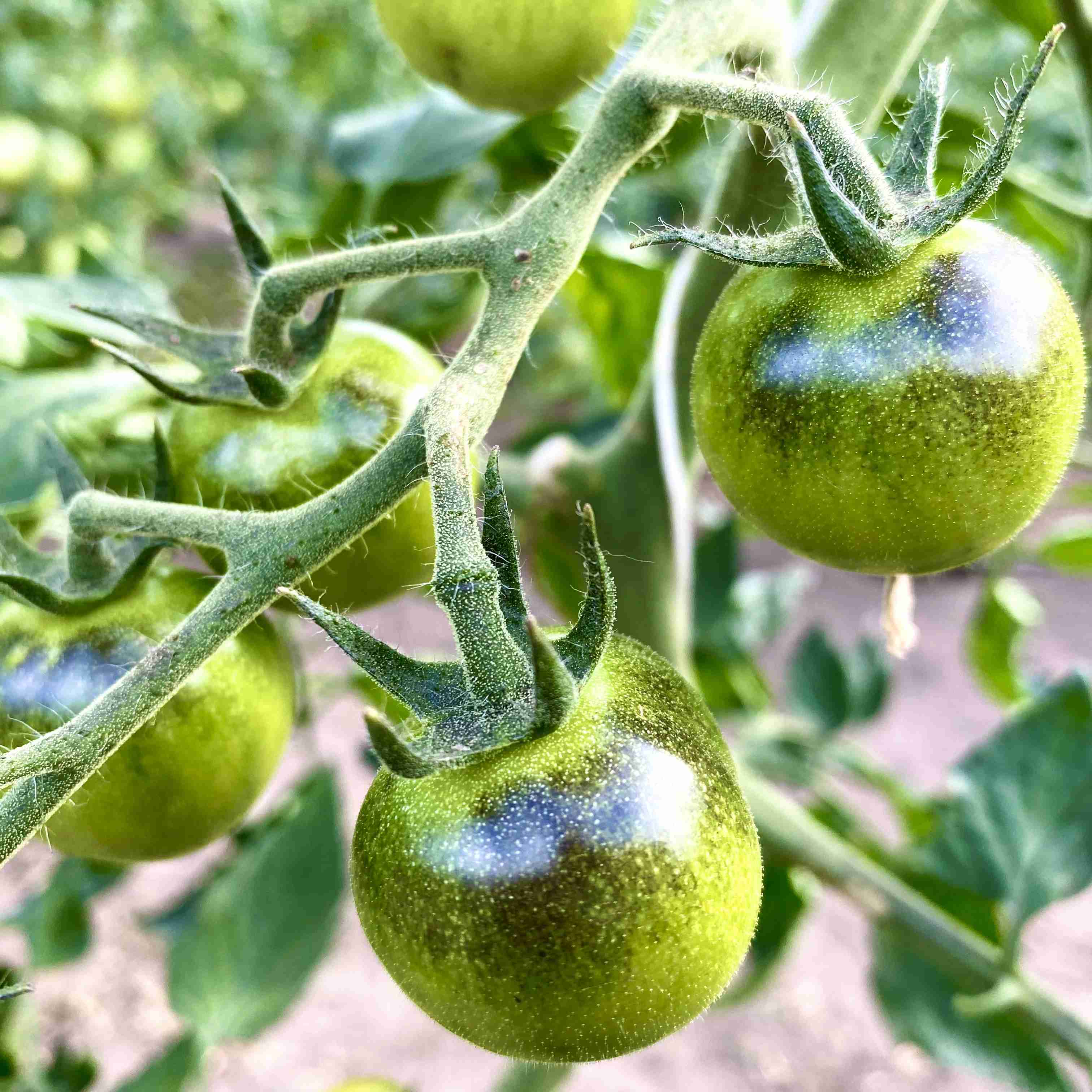 Tomatensaatgut Blue Tears