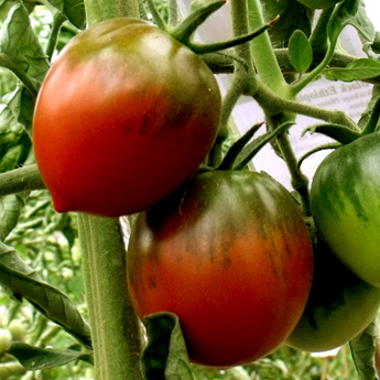 Schöne Rot/Braune Tomate mit Geschmack