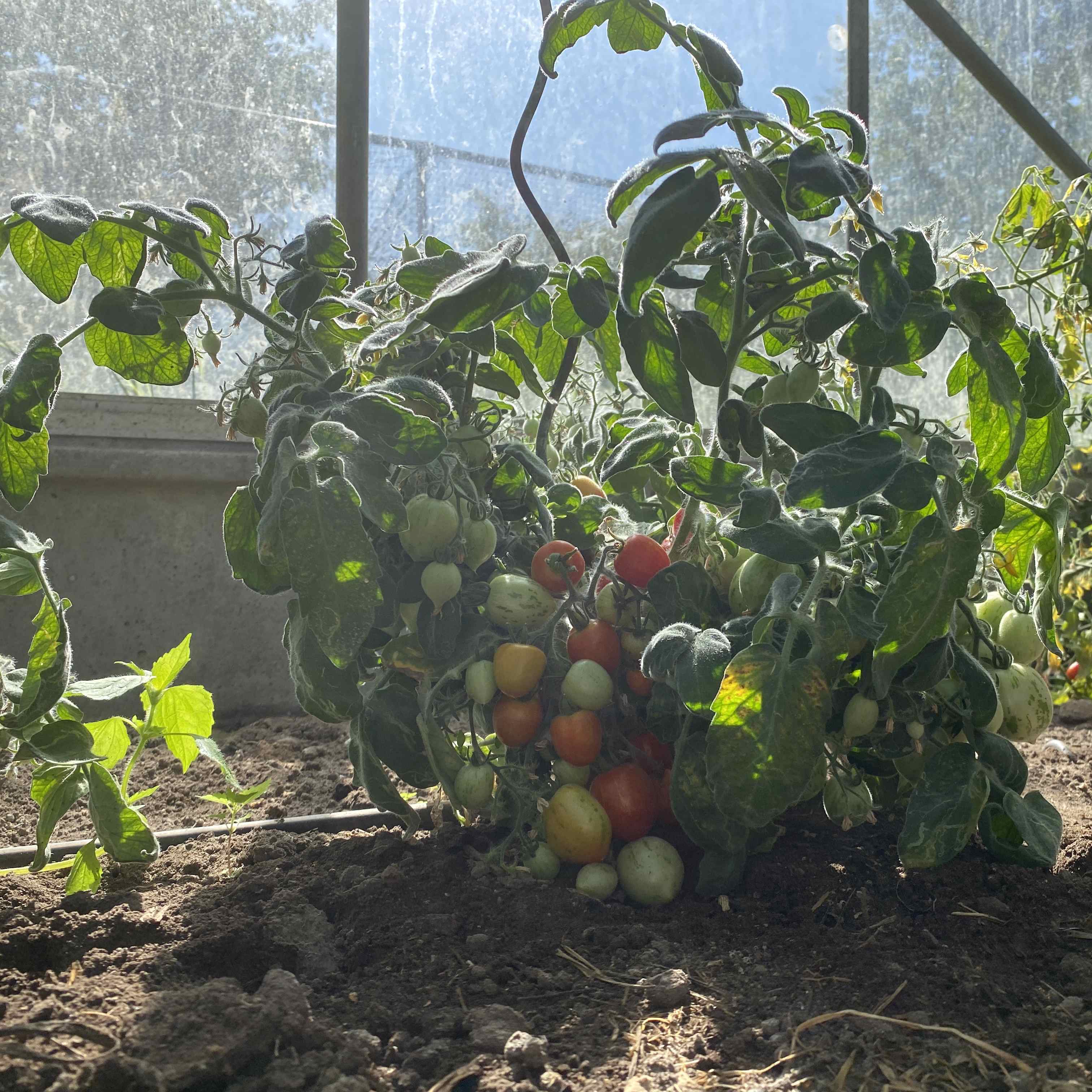 Tomatensaatgut Woolly Zwerg