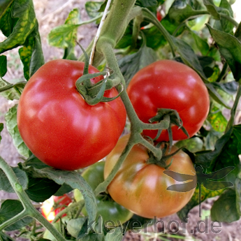 Rote Geschmackvolle Bio Tomatenfrucht