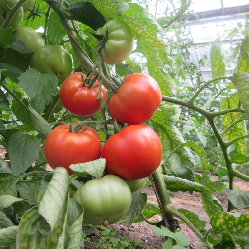 Rote Tomatenvielfalt