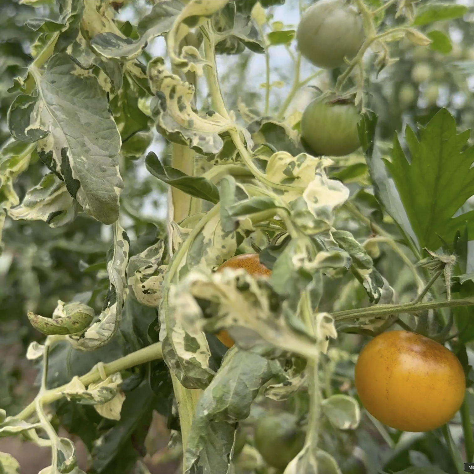 Tomatensaatgut E-Pørl Gelb