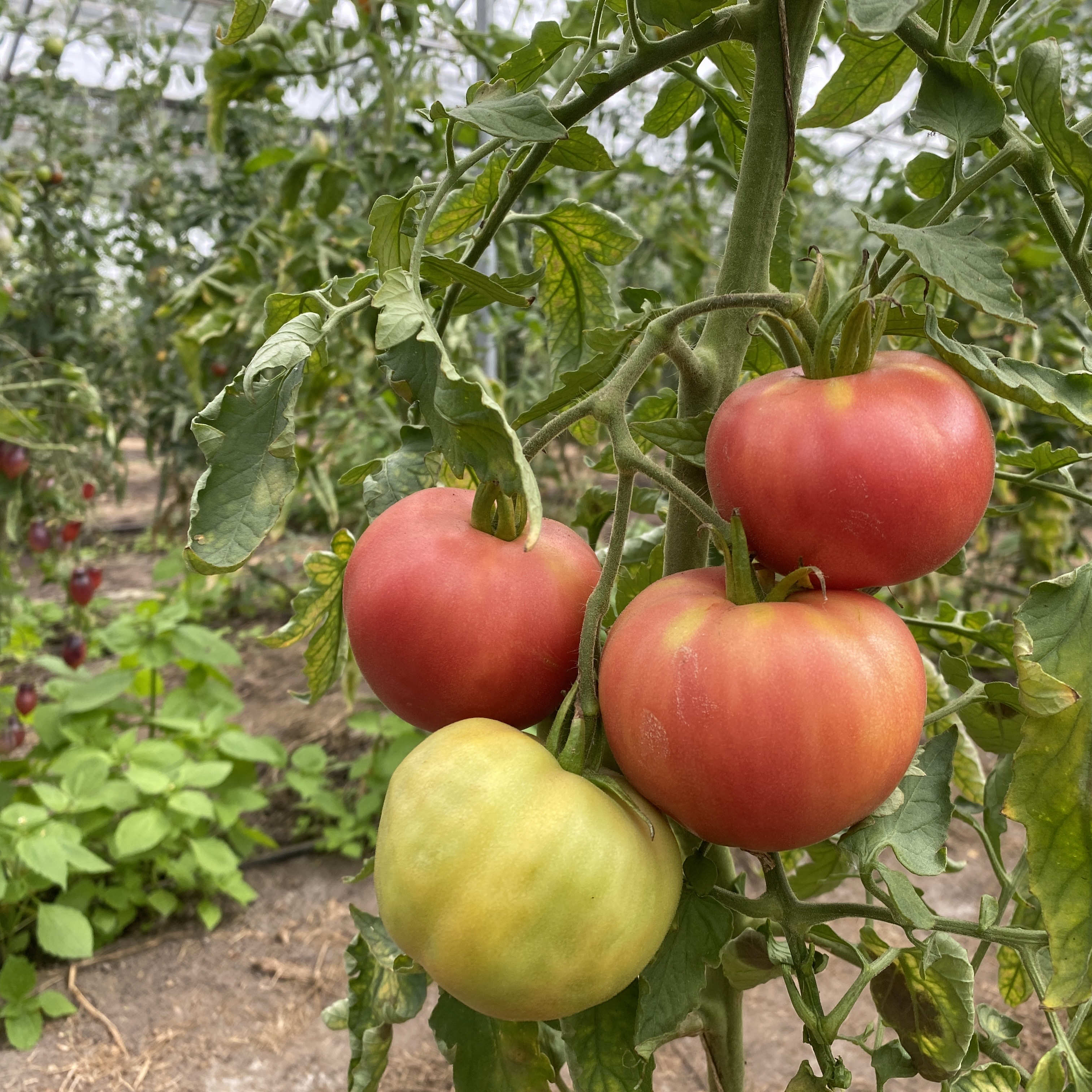 Tomatensaatgut Pfirsichtomate