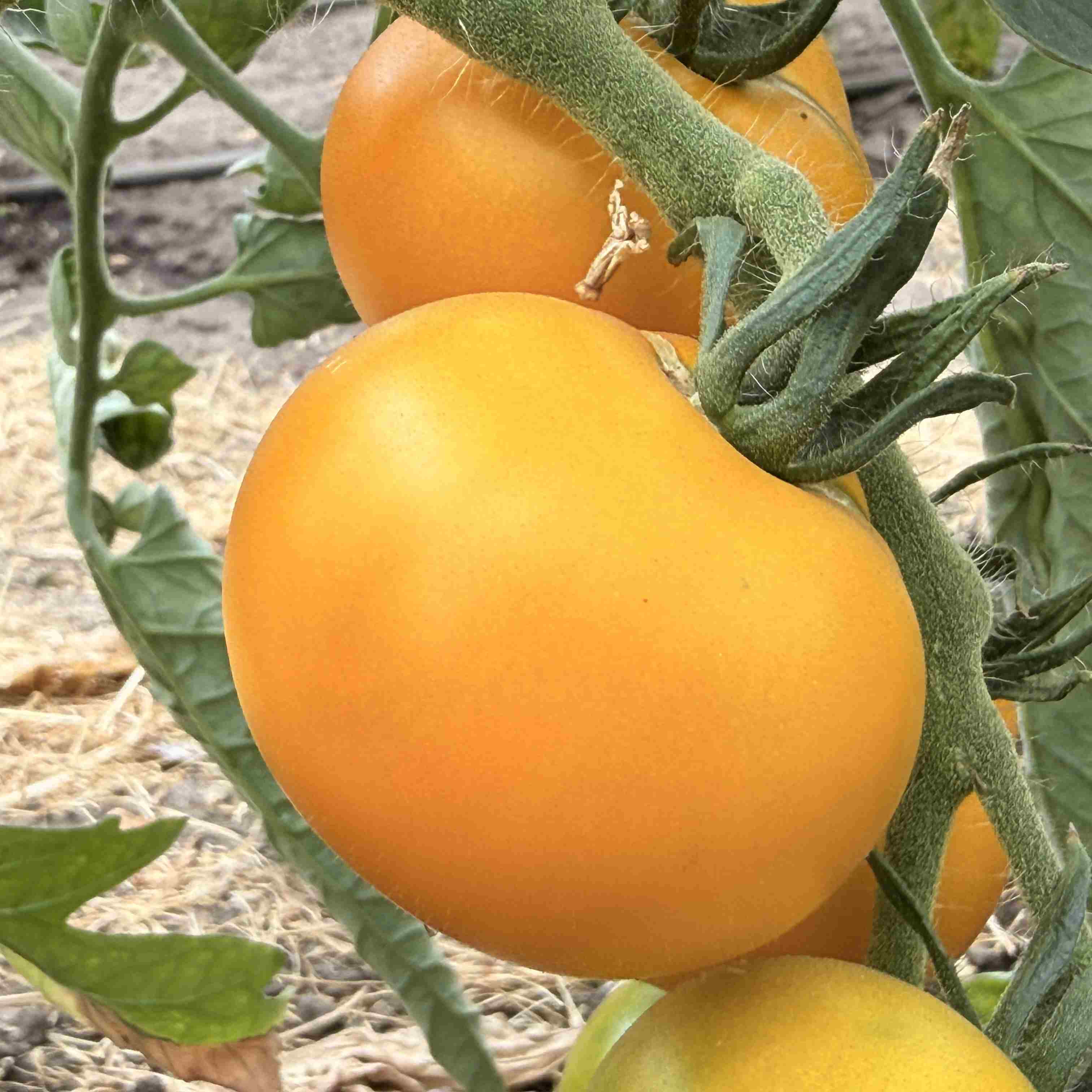 Tomatensaatgut Tangerine
