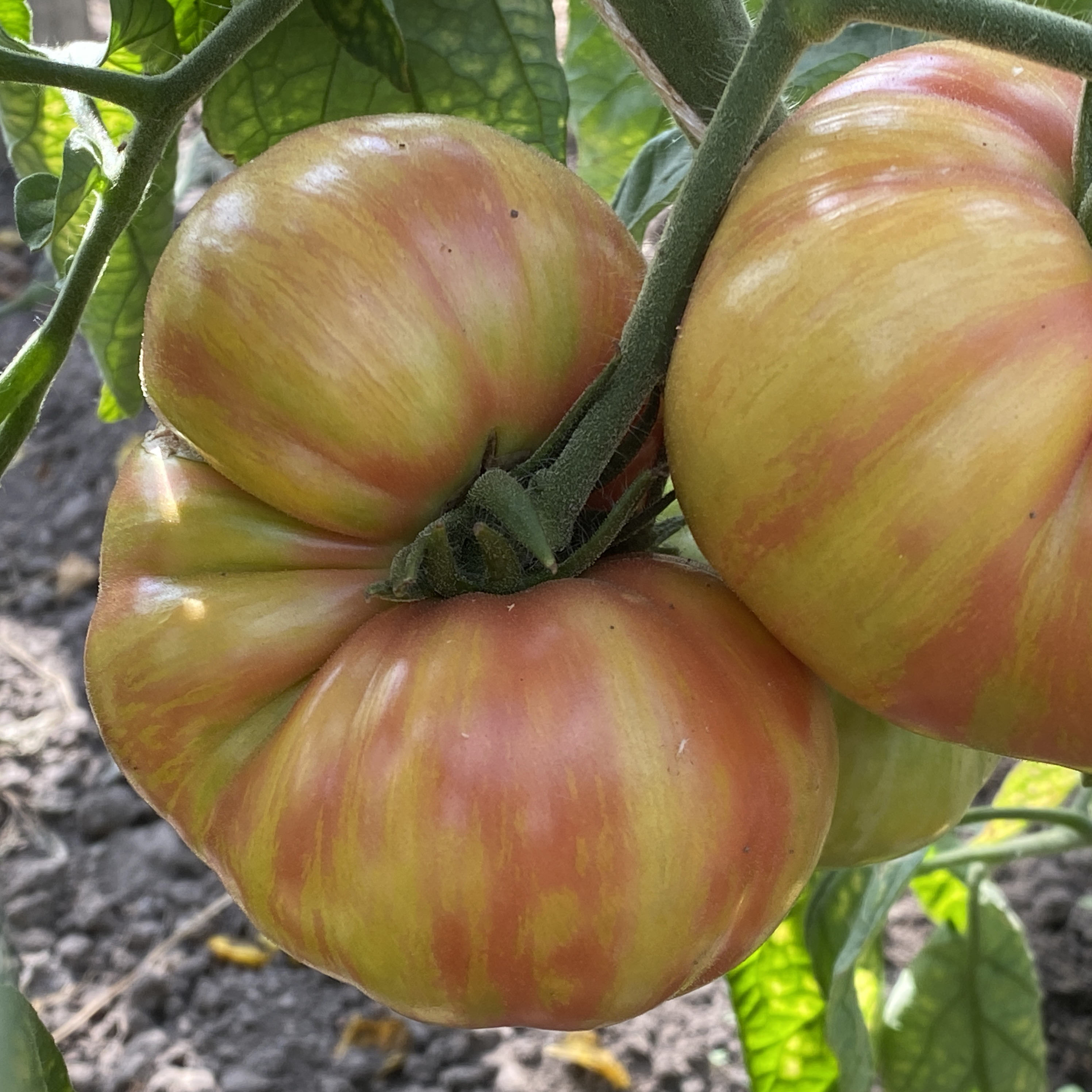 Tomatensaatgut Big Chief Stripes