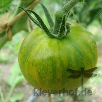 Grün gestreifte schöne Bio Tomate