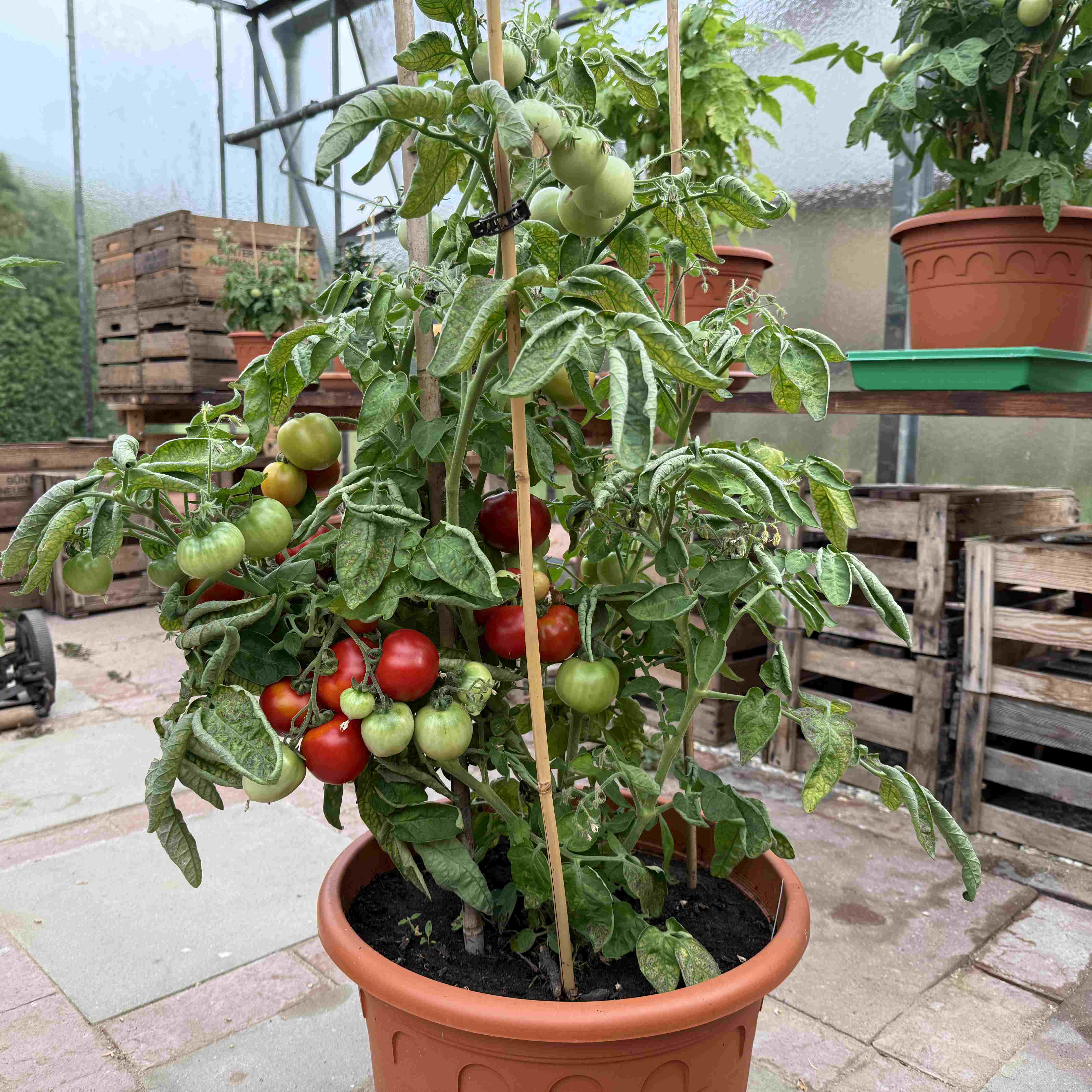 Tomatensaatgut Edelrot