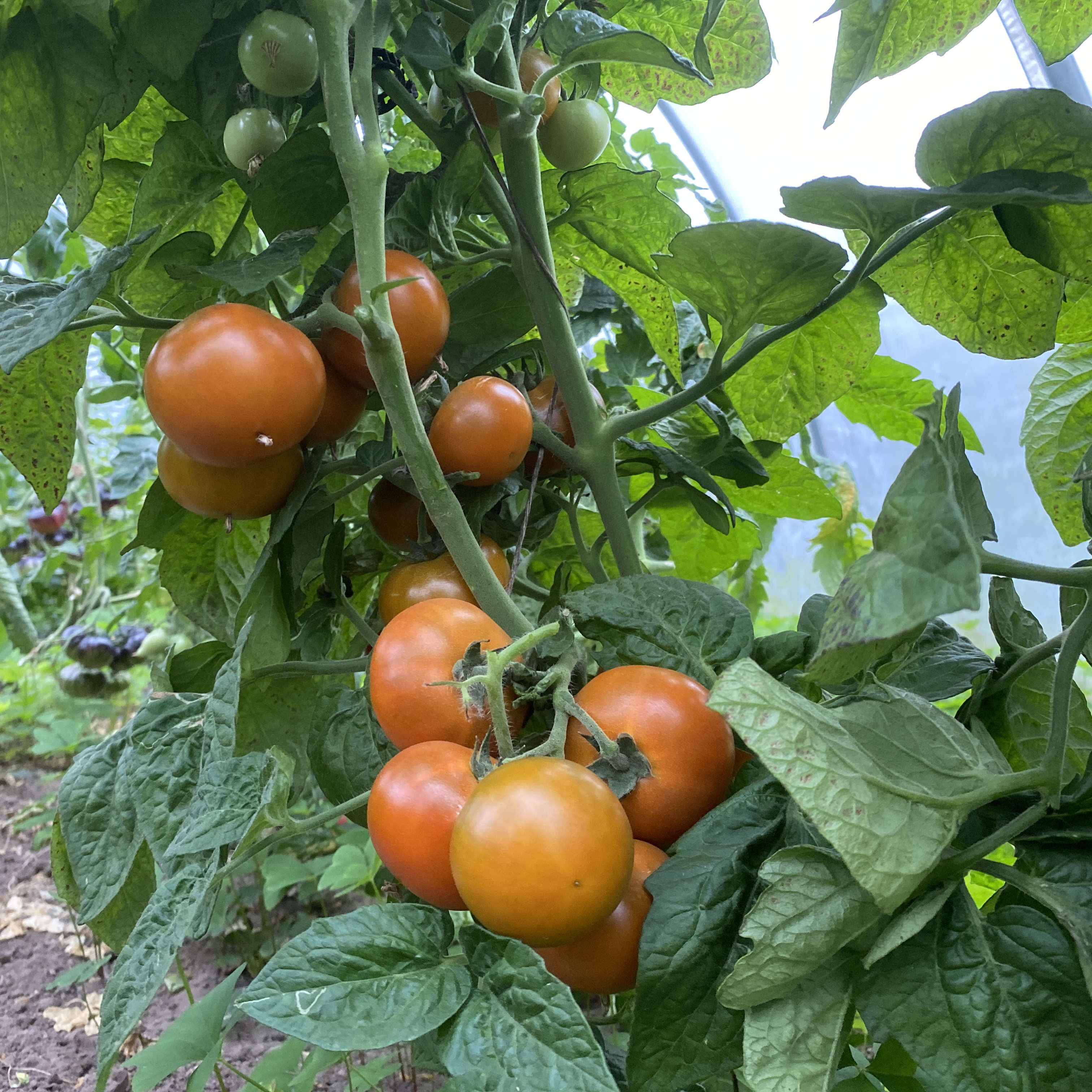 Tomatensaatgut Soul Patch