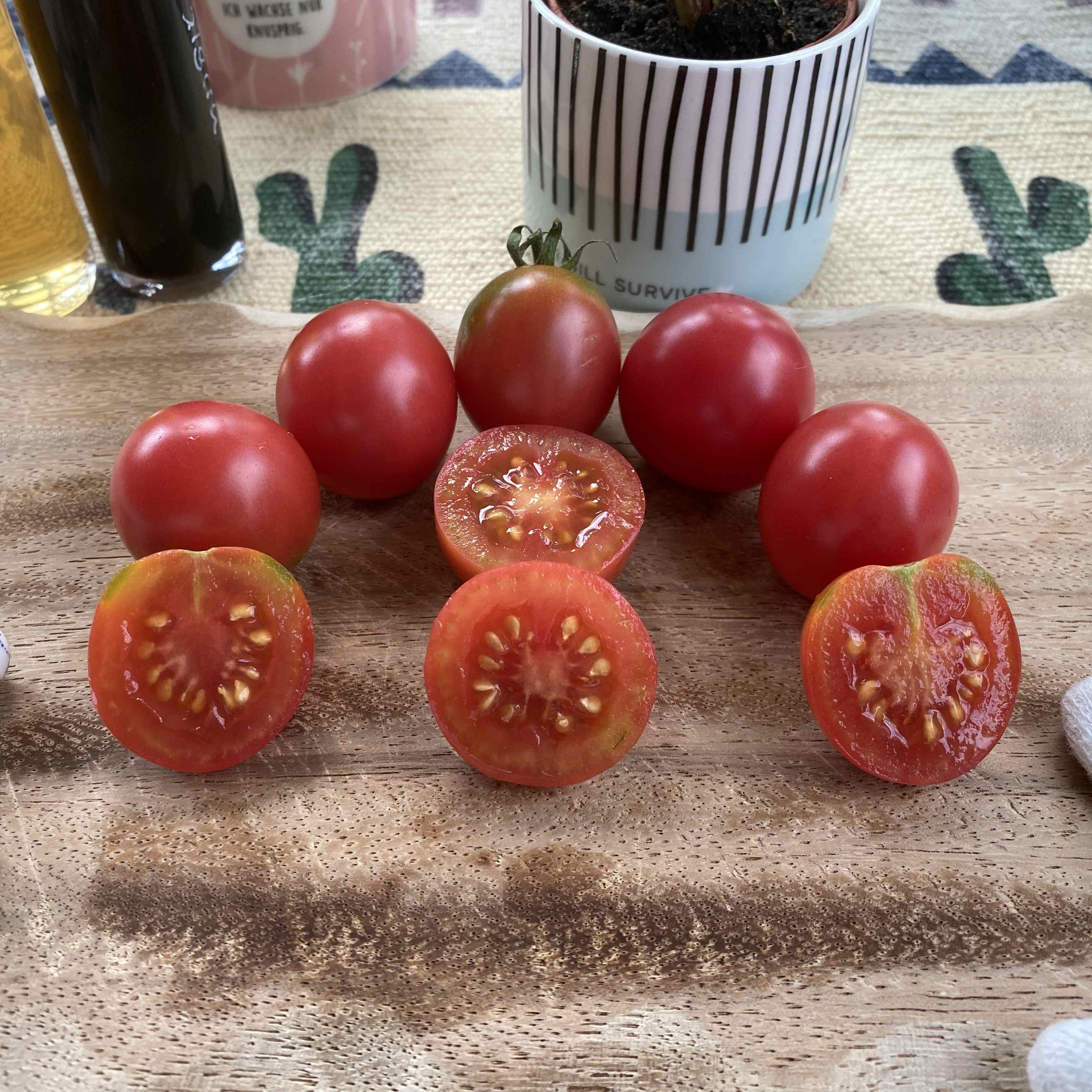 Tomatensaatgut Humboldtii