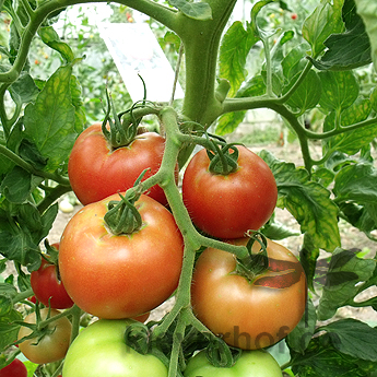 Rote Tomatenfrüchte