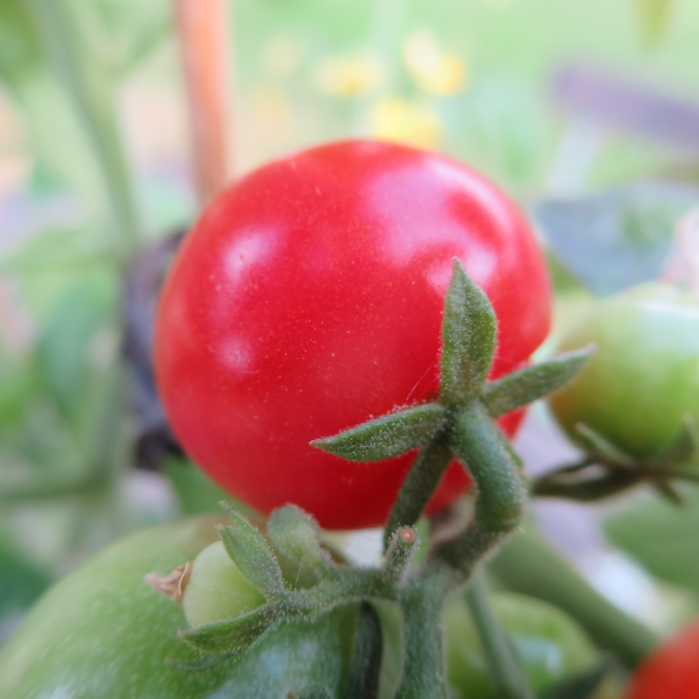Prall Rote Bio Tomate