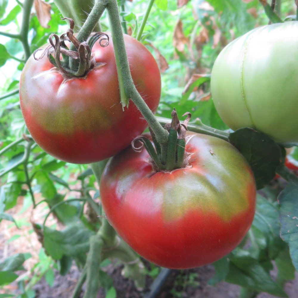 Rote Tomatensorte mit Grünem Kopf